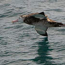 Albatros hurleur