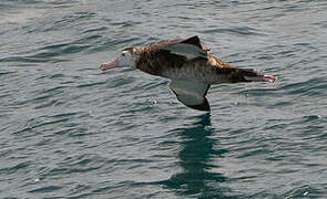 Snowy Albatross