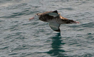 Albatros hurleur