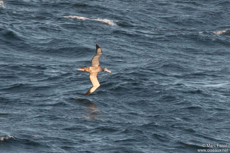 Albatros hurleurimmature, Vol
