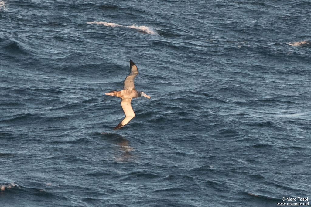 Snowy Albatrossimmature, Flight