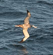 Albatros hurleur