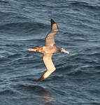 Albatros hurleur