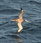 Albatros hurleur