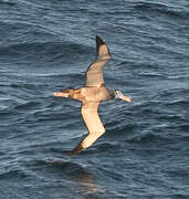 Albatros hurleur