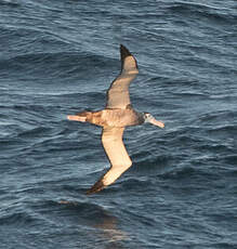 Albatros hurleur
