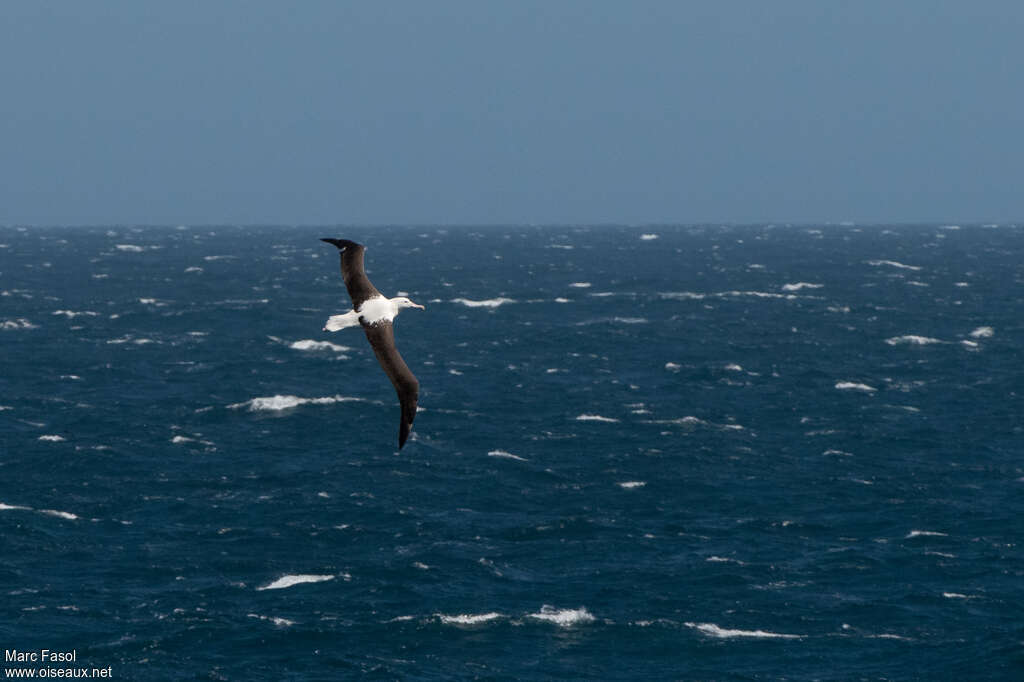 Albatros royal du Nordadulte, habitat, Vol