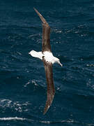 Northern Royal Albatross