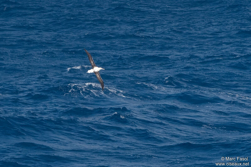 Albatros royaladulte, Vol