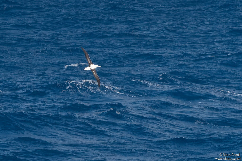 Southern Royal Albatrossadult, Flight