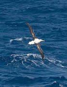 Southern Royal Albatross