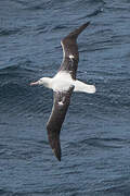 Southern Royal Albatross