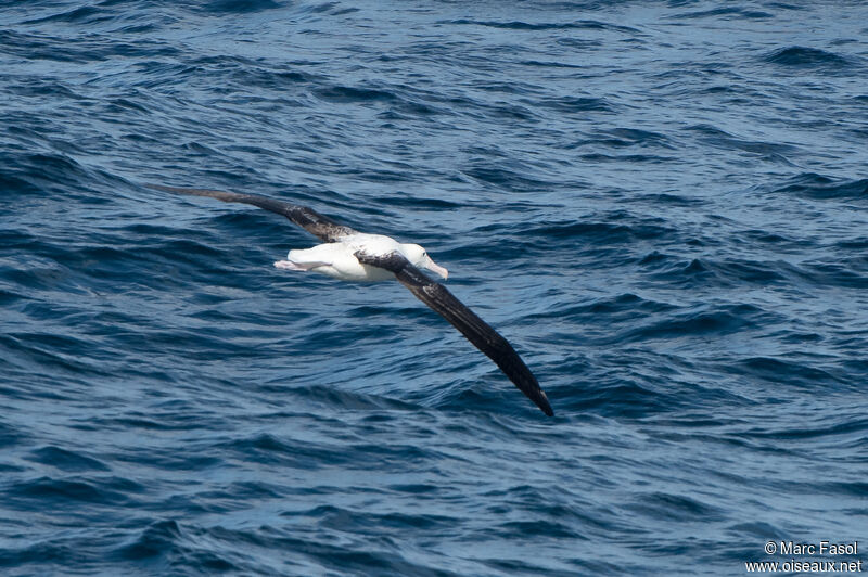 Southern Royal Albatrossimmature, Flight