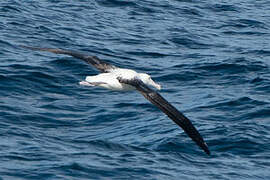 Southern Royal Albatross