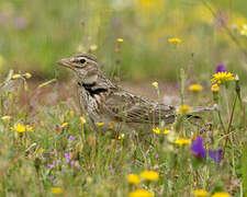 Calandra Lark