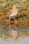 Calandra Lark