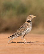 Calandra Lark