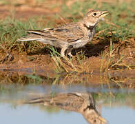 Calandra Lark