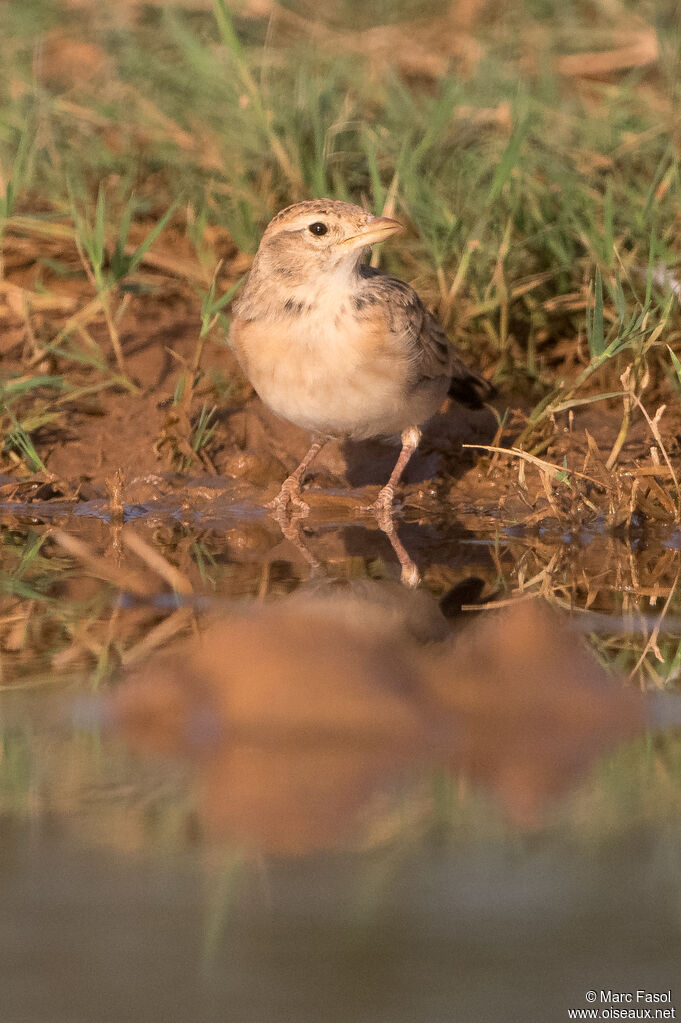 Alouette calandrejuvénile, identification