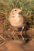 Calandra Lark