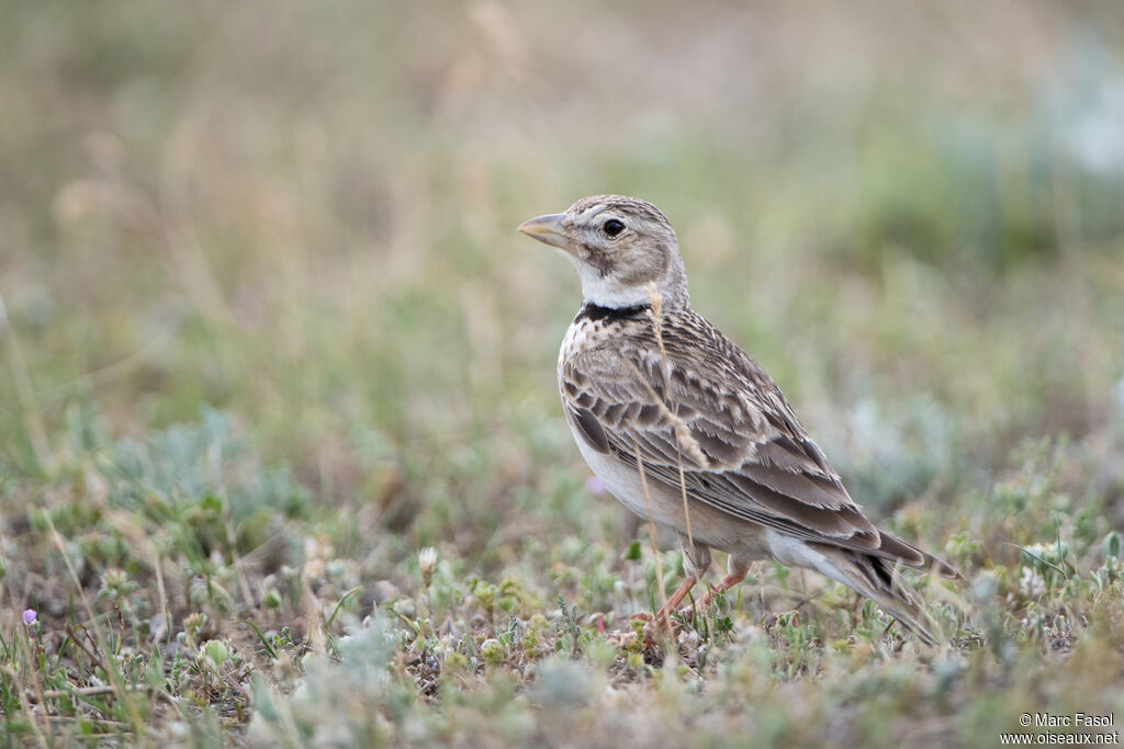 Alouette calandreadulte, identification