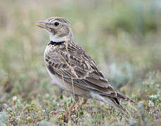 Calandra Lark