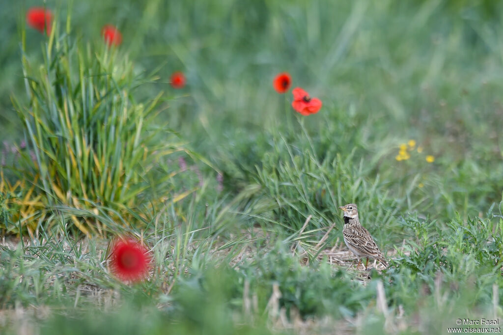 Calandra Lark male adult breeding, identification