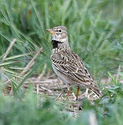 Calandra Lark