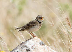 Calandra Lark