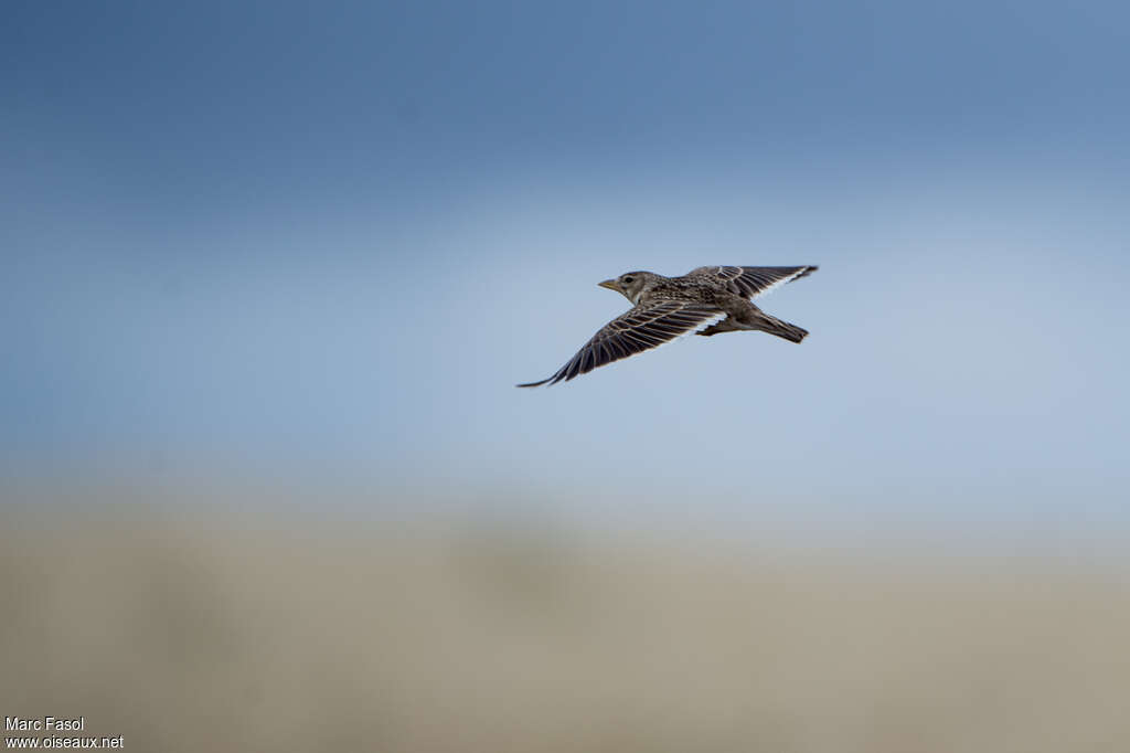 Calandra Larkadult, Flight