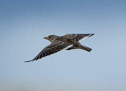 Calandra Lark