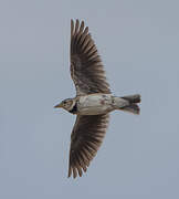 Calandra Lark