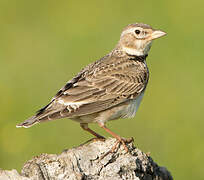 Calandra Lark