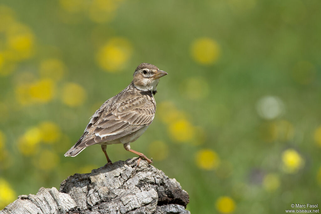 Calandra Larkadult, identification