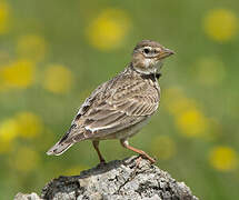 Calandra Lark