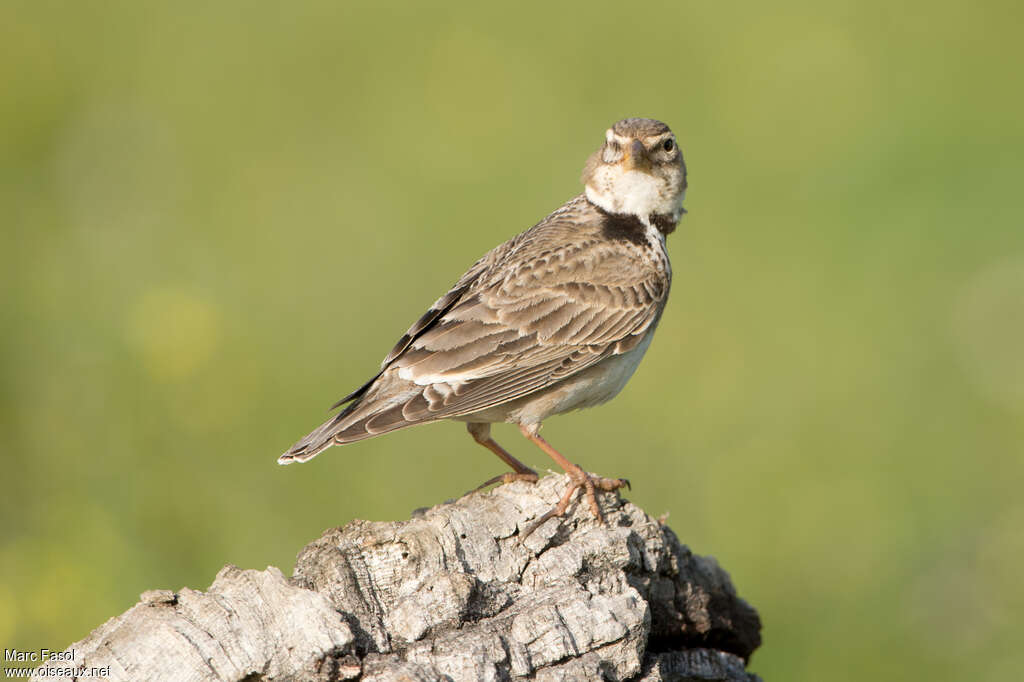 Calandra Larkadult, identification