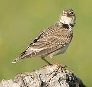 Calandra Lark