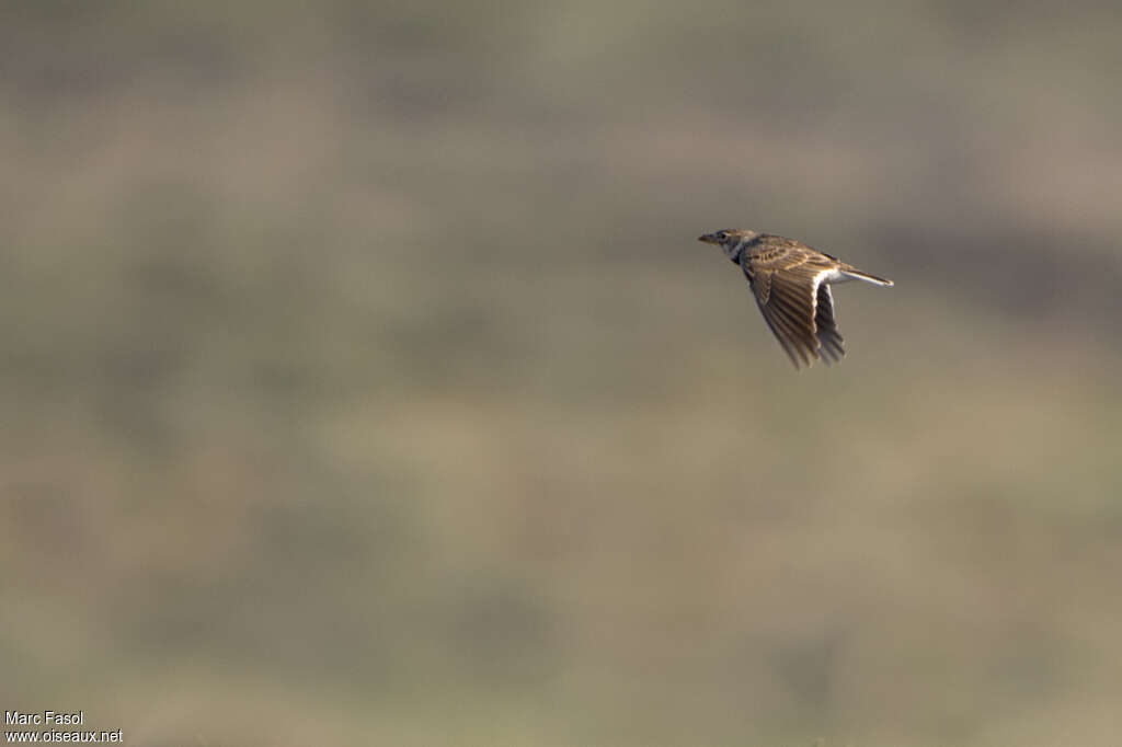 Calandra Larkadult, Flight