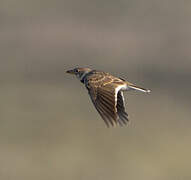 Calandra Lark