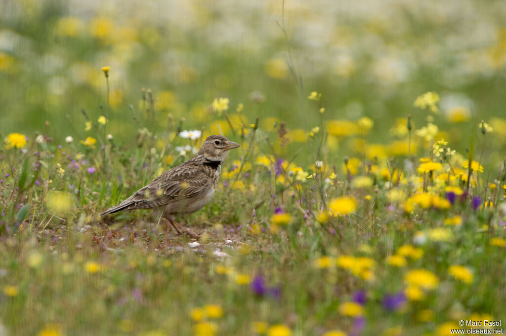 Alouette calandreadulte, identification