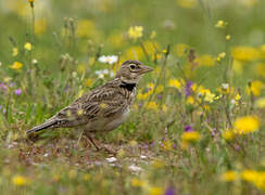 Calandra Lark