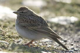 Greater Short-toed Lark