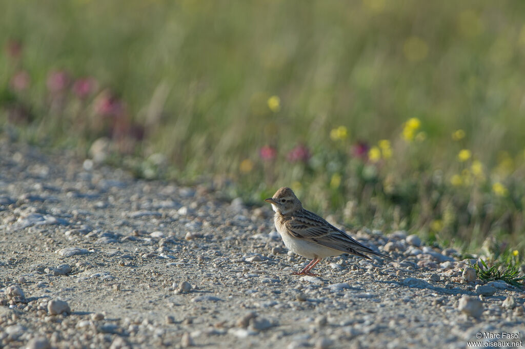 Greater Short-toed Larkadult breeding, identification