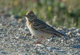 Greater Short-toed Lark