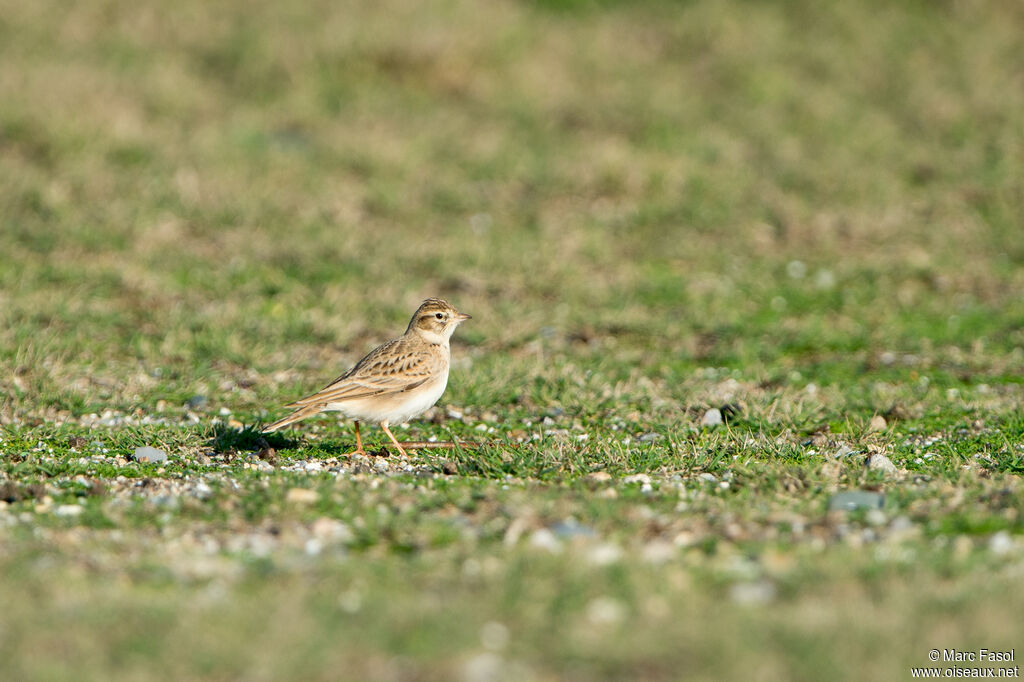 Alouette calandrelleadulte, identification, habitat