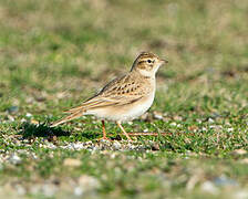 Greater Short-toed Lark