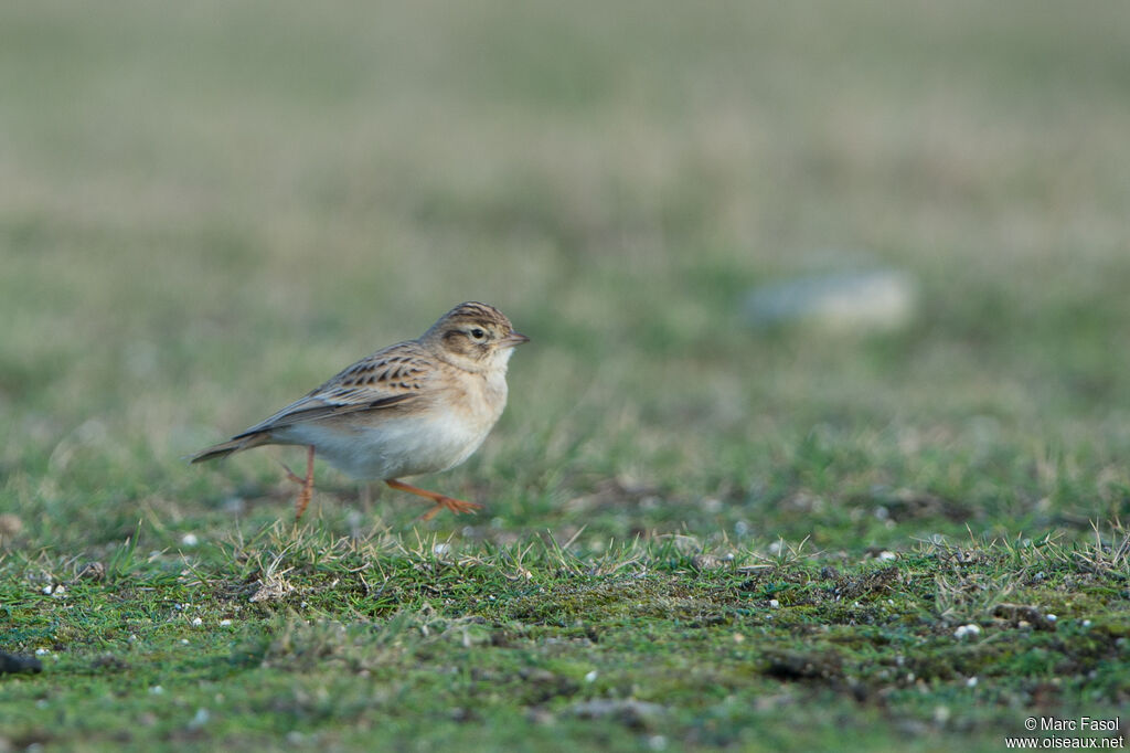 Alouette calandrelleadulte, identification, marche