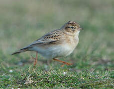 Greater Short-toed Lark