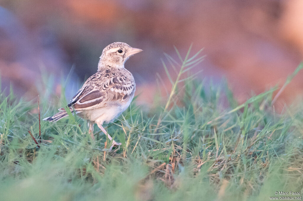 Greater Short-toed Larkjuvenile