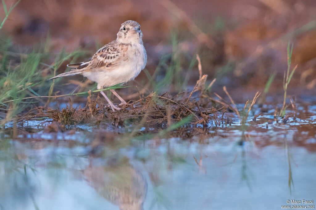 Greater Short-toed Larkjuvenile